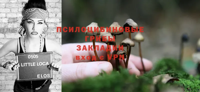 Галлюциногенные грибы Cubensis  Жиздра 